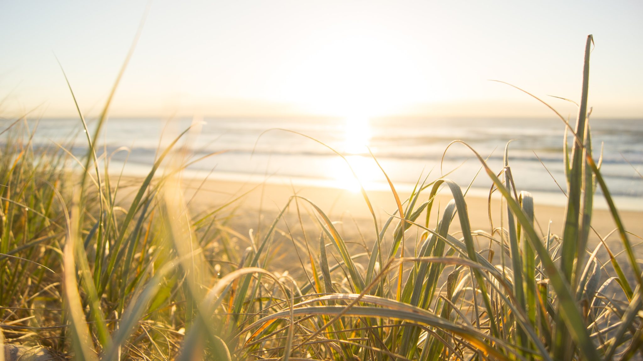 Beach scene through tall grass